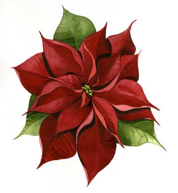 poinsettia.jpg