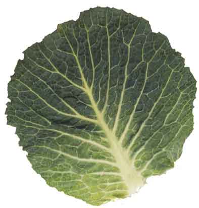 cabbage_leaf.jpg